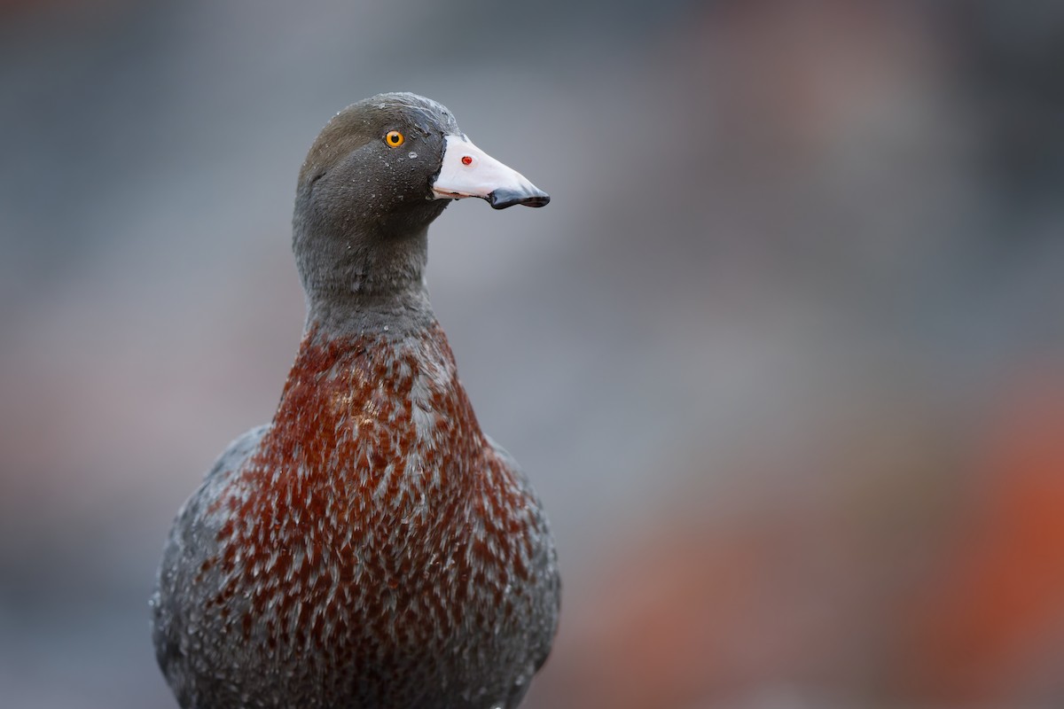 Blue Duck - ML646437606