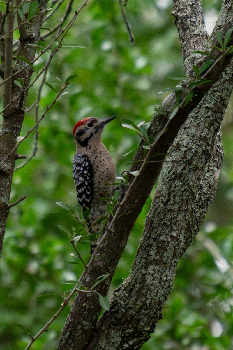 Ladder-backed Woodpecker - ML646437607