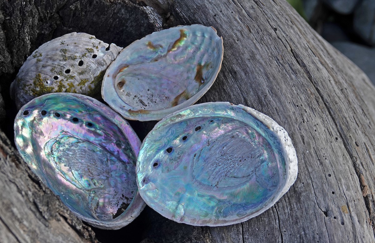 Mollusks - ML646437611