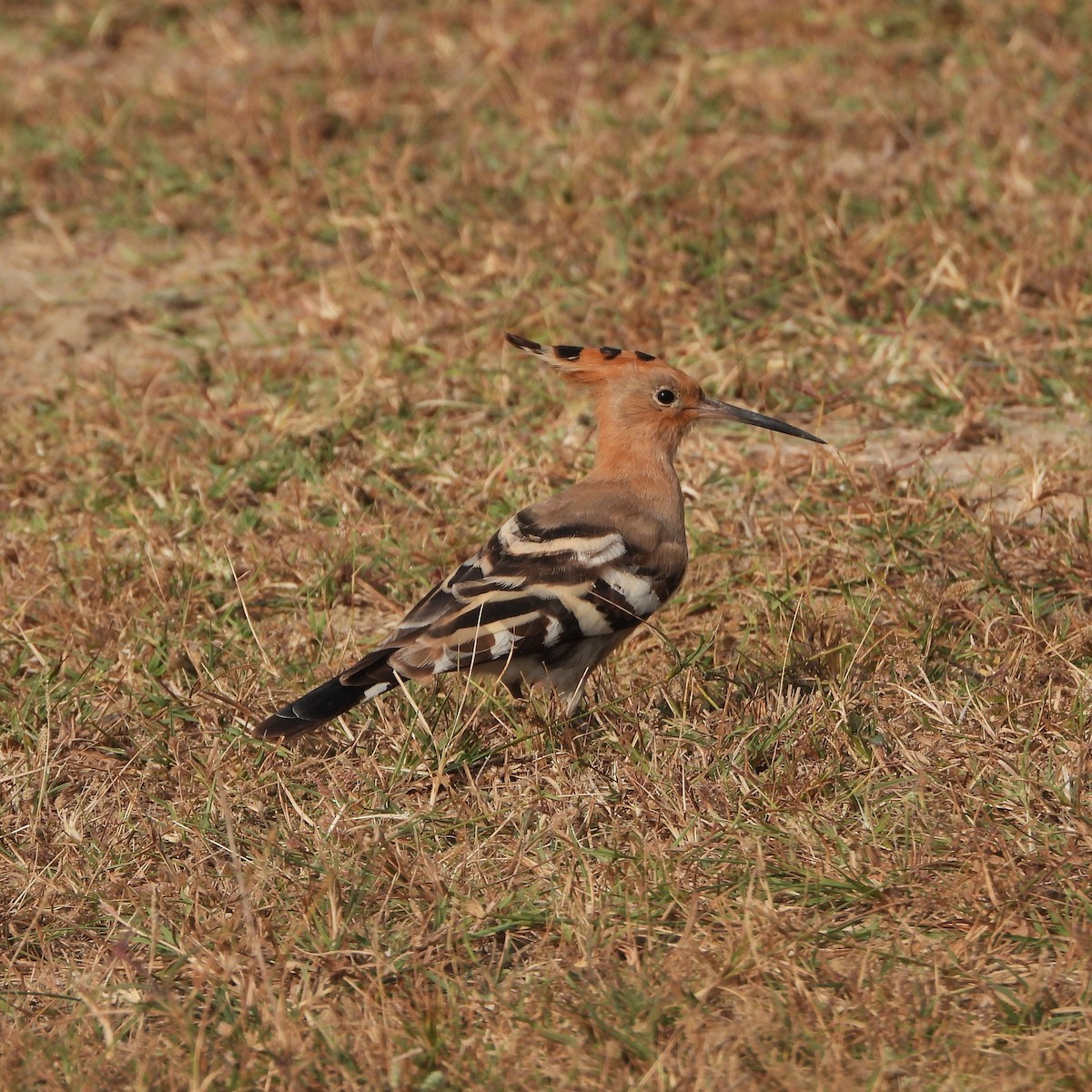 Common Hoopoe - ML646437612