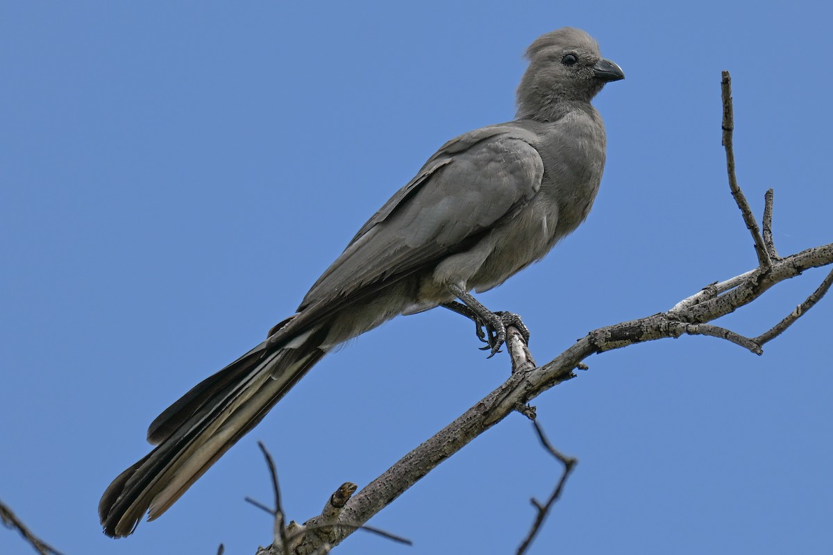 Gray Go-away-bird - ML646437613