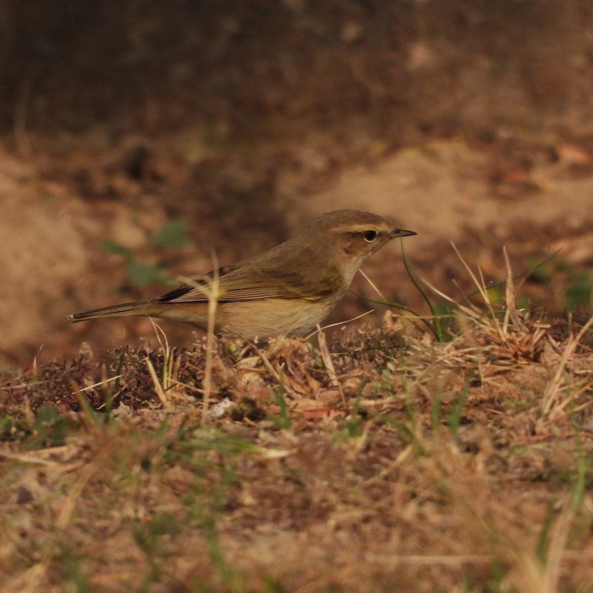 Common Chiffchaff - ML646437614