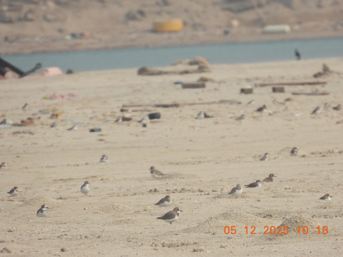 Tibetan Sand-Plover - ML646437618