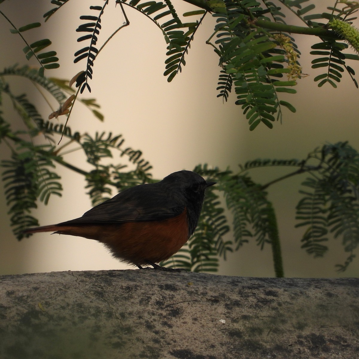 Black Redstart - ML646437619