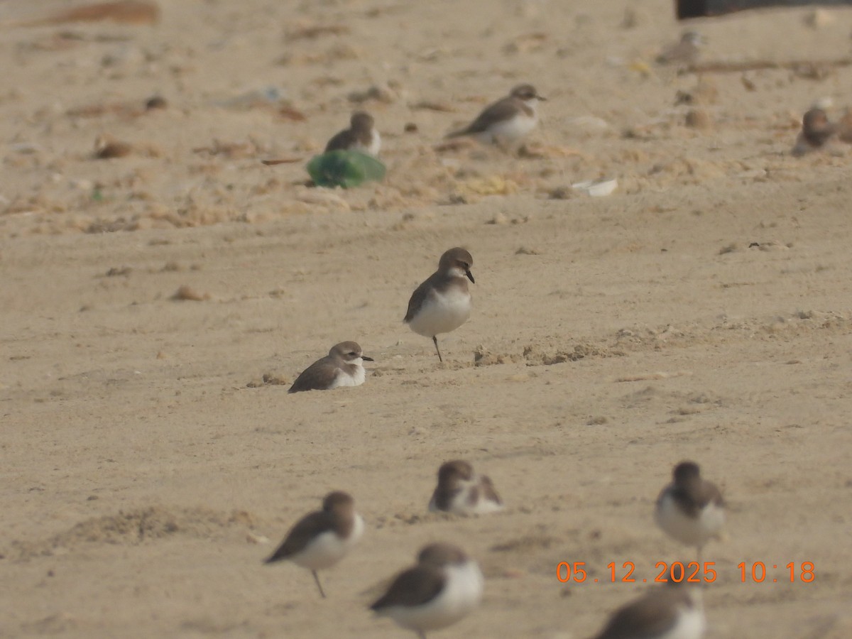 Tibetan Sand-Plover - ML646437624