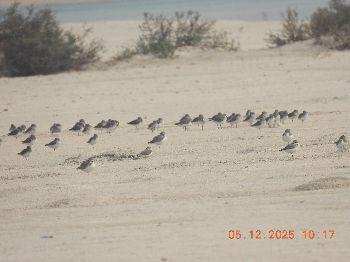 Tibetan Sand-Plover - ML646437625