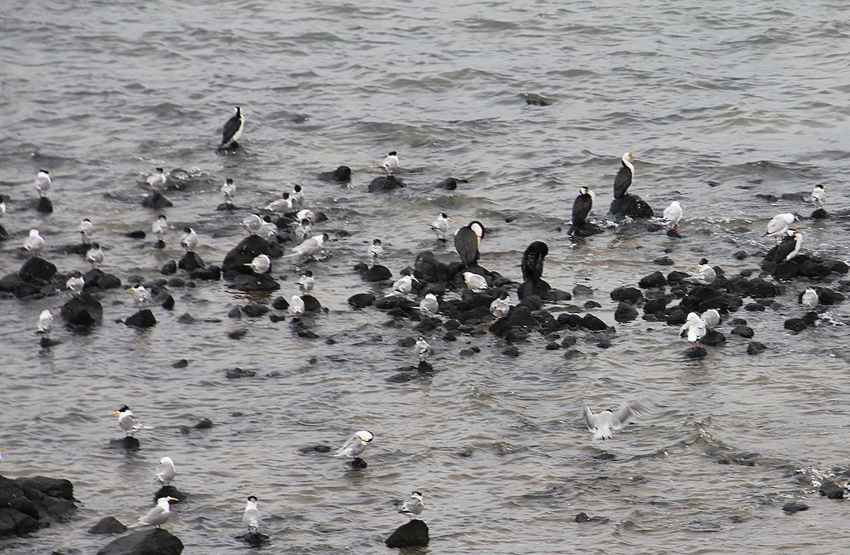 Great Crested Tern - ML646437626