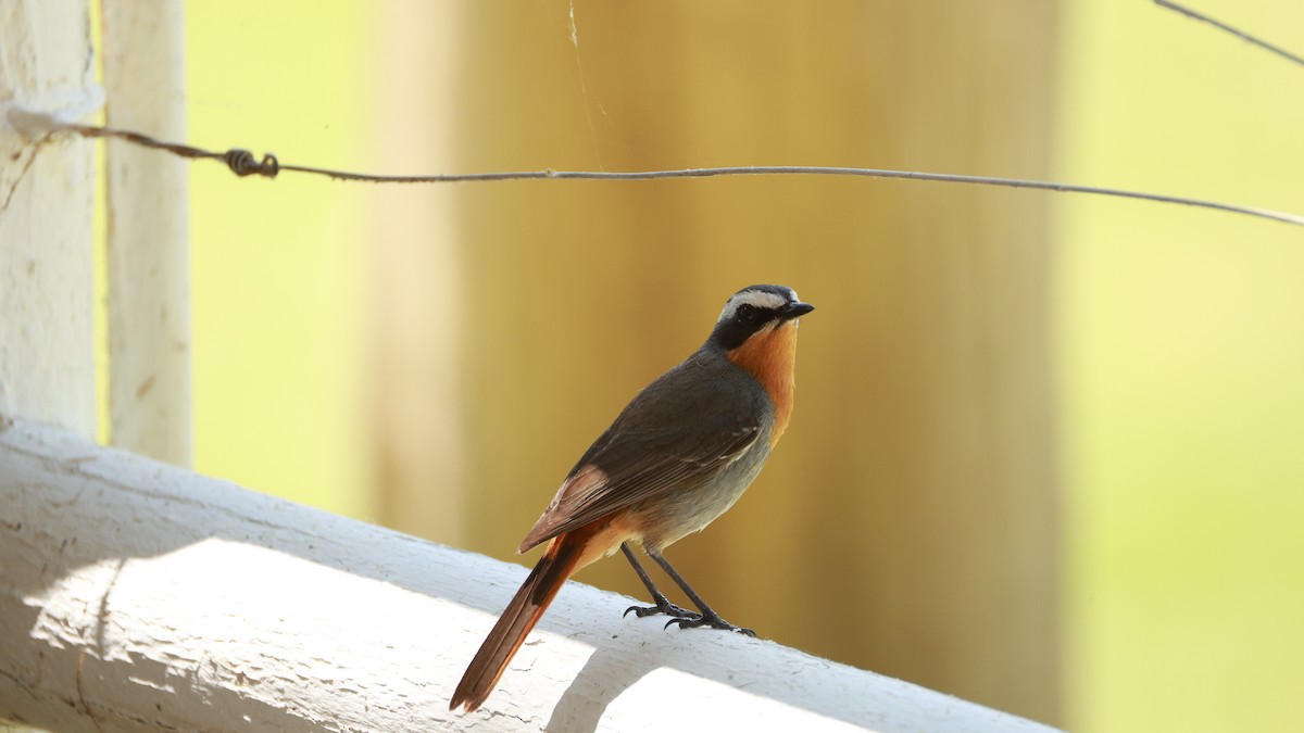 Cape Robin-Chat - ML646437627