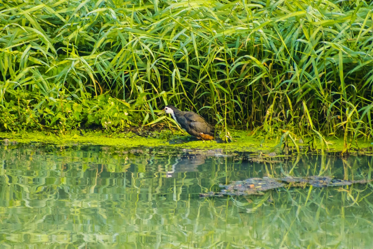 白腹秧雞 - ML646437628