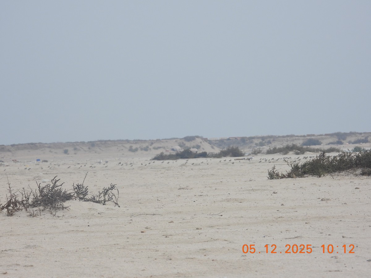 Tibetan Sand-Plover - ML646437629