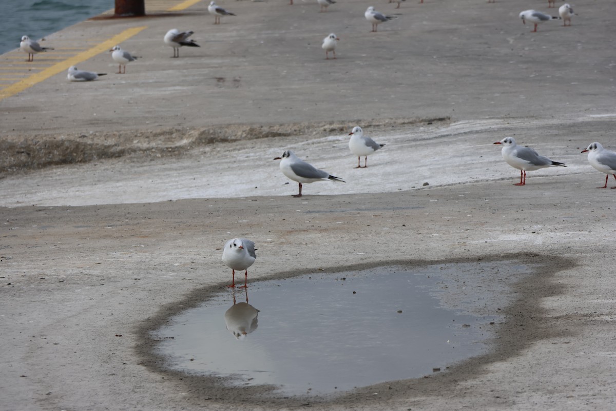Black-headed Gull - ML646437630