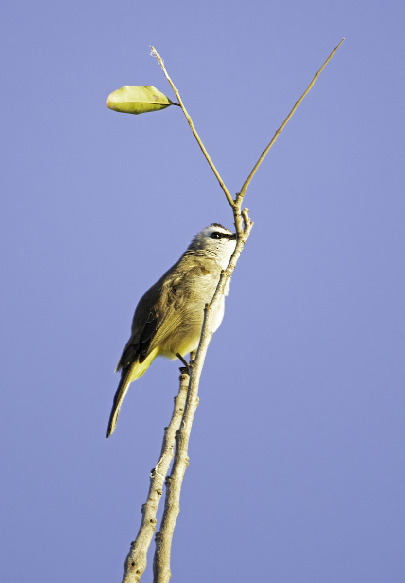 Белобровый бюльбюль - ML646437631