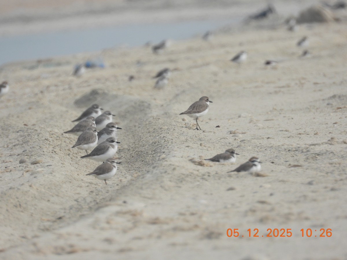 Tibetan Sand-Plover - ML646437633