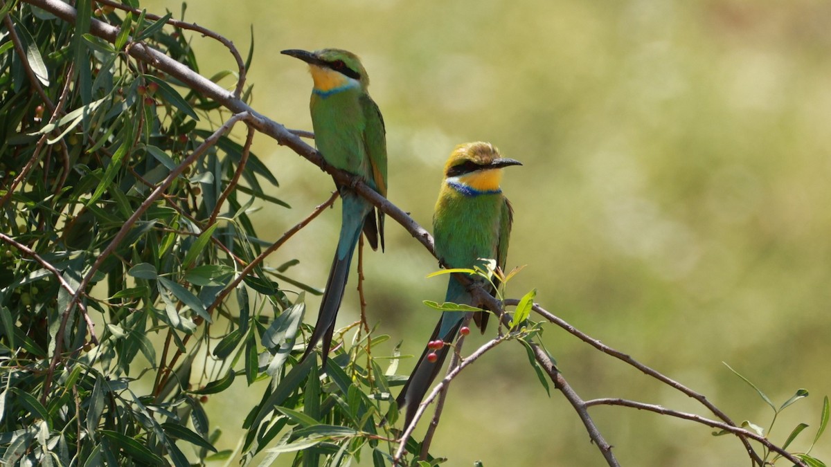 Swallow-tailed Bee-eater - ML646437634