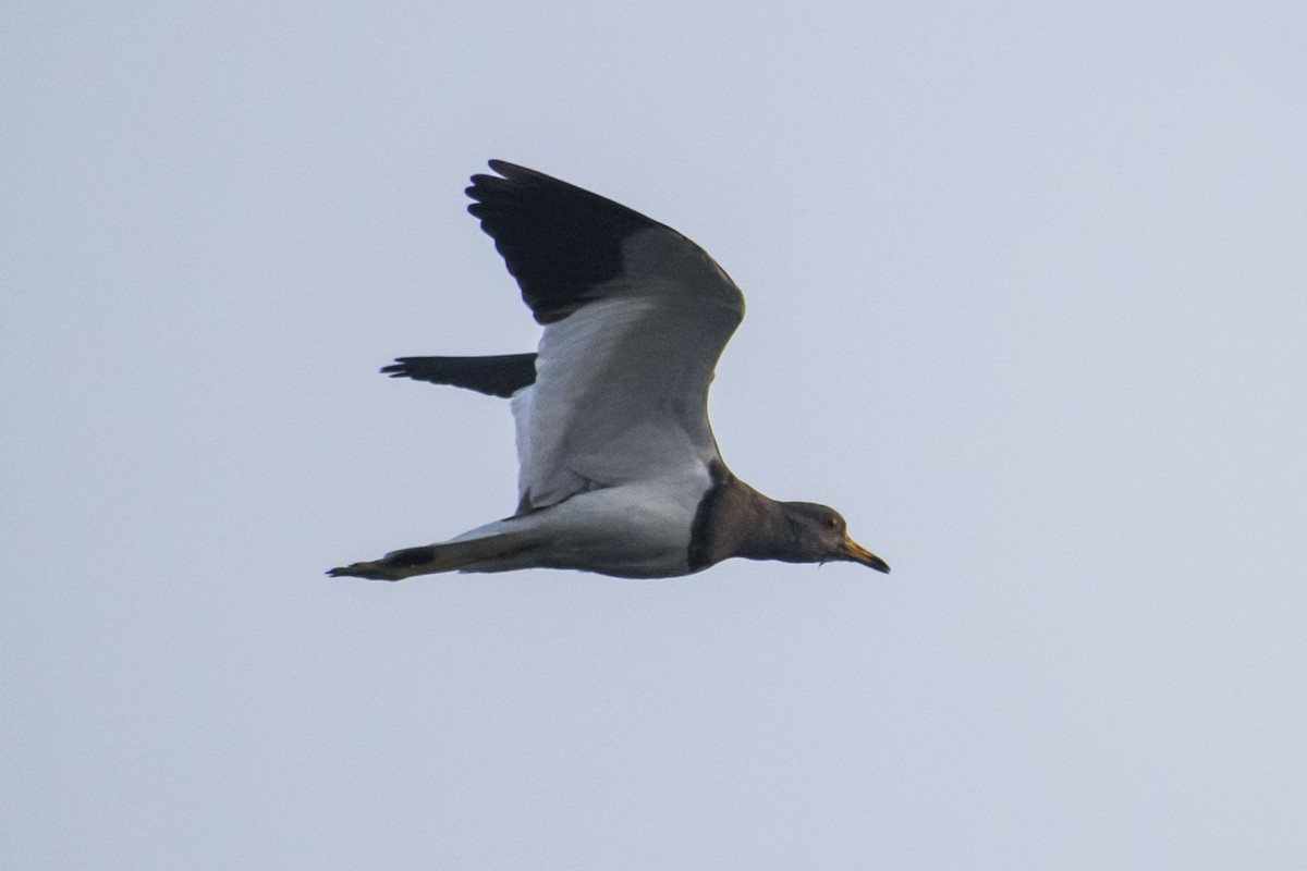 跳鴴 - ML646437635