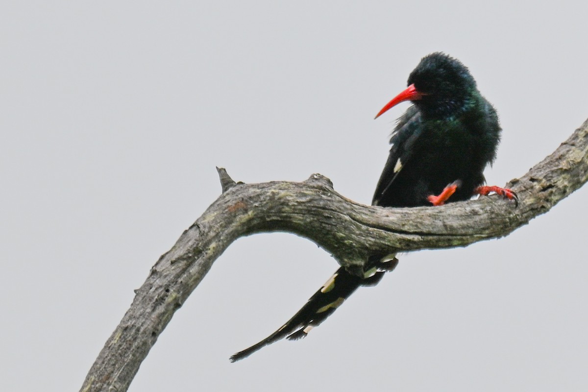 Green Woodhoopoe - ML646437637
