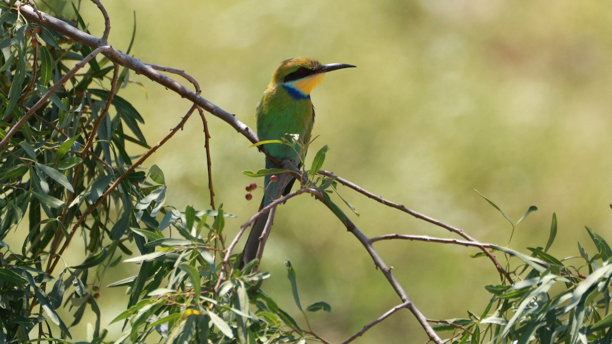 Swallow-tailed Bee-eater - ML646437638