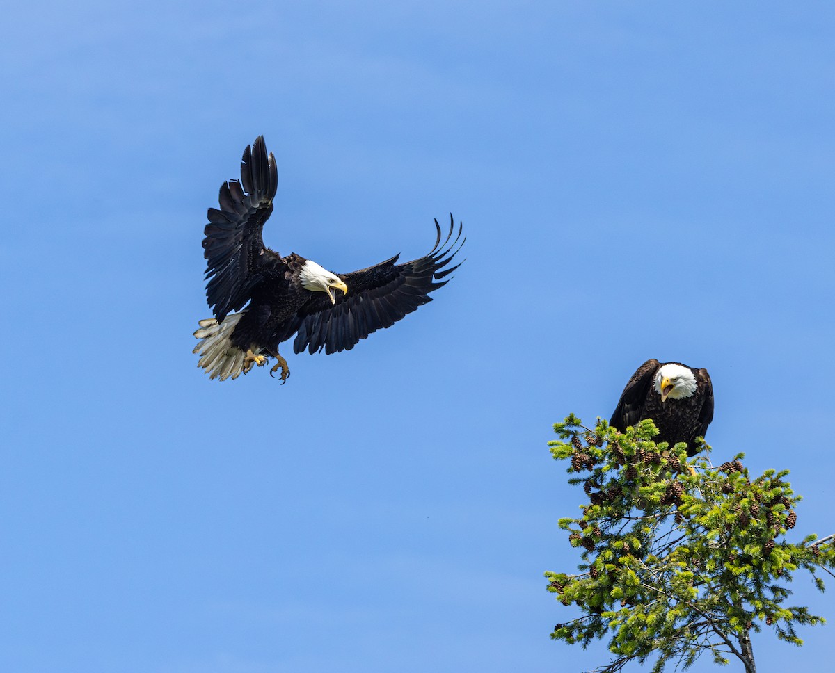 Bald Eagle - ML646437639