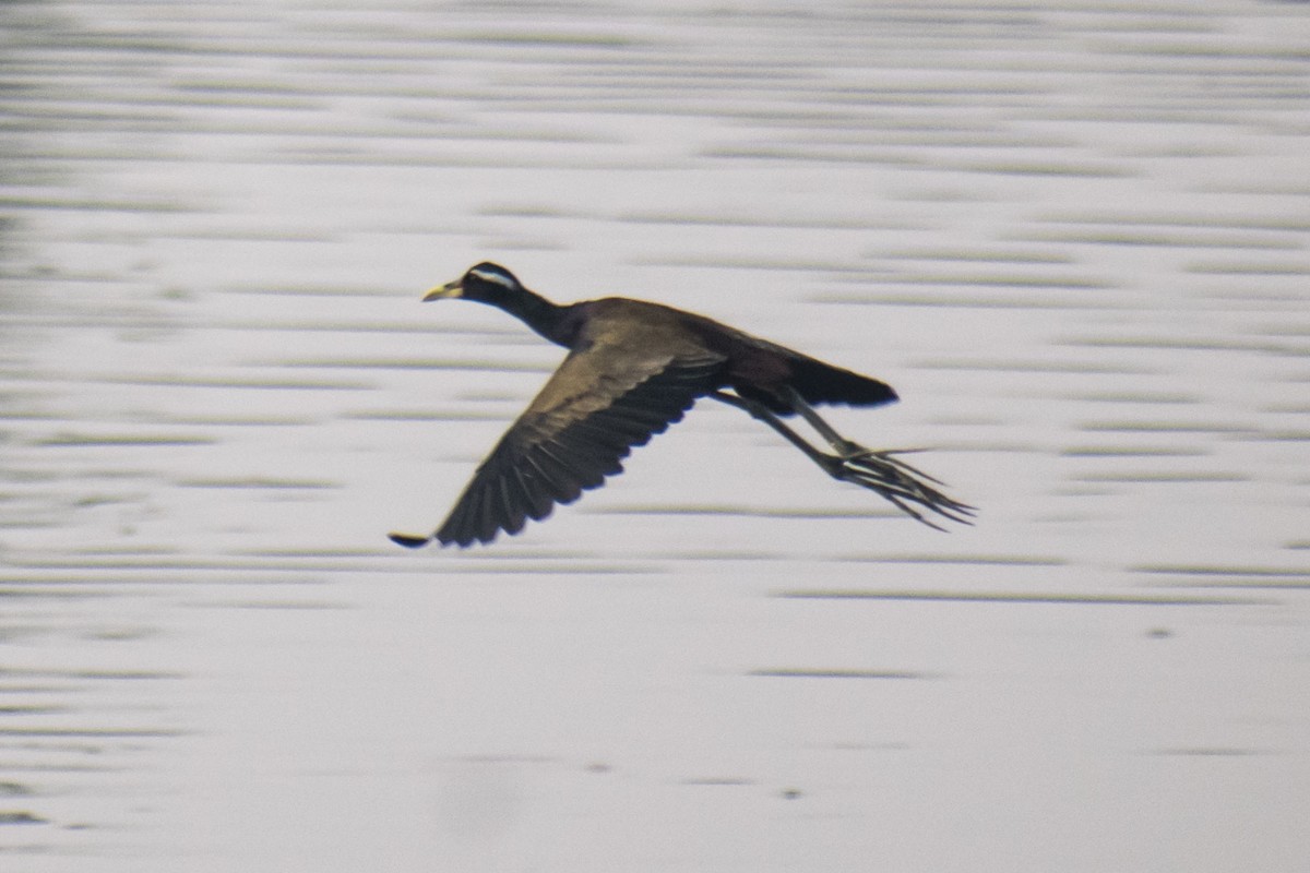 Bronze-winged Jacana - ML646437640