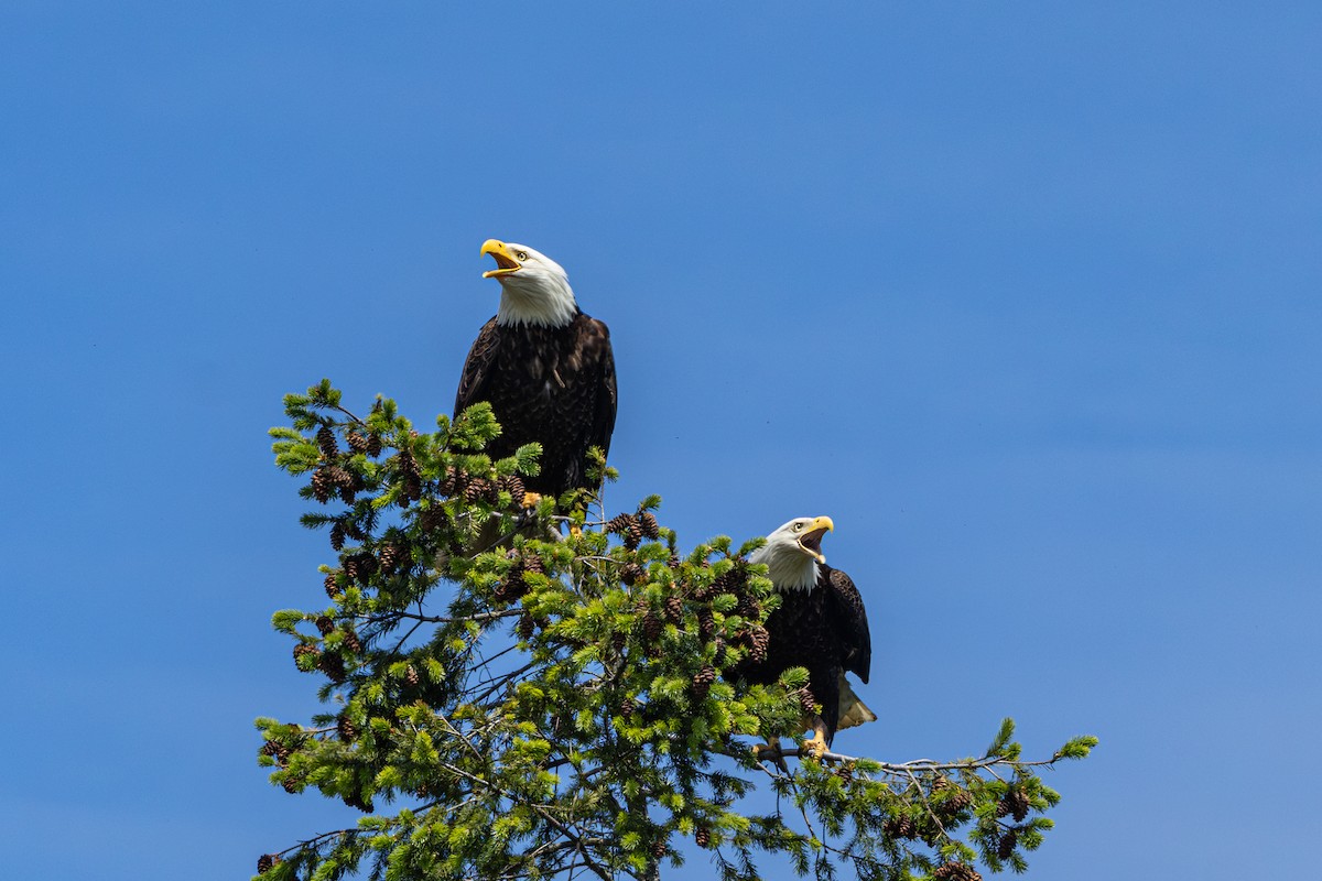Bald Eagle - ML646437641