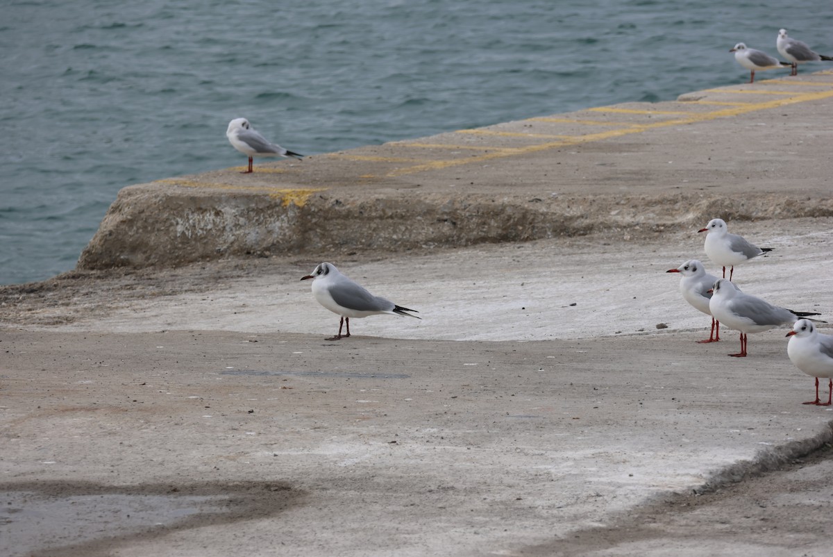 Black-headed Gull - ML646437642