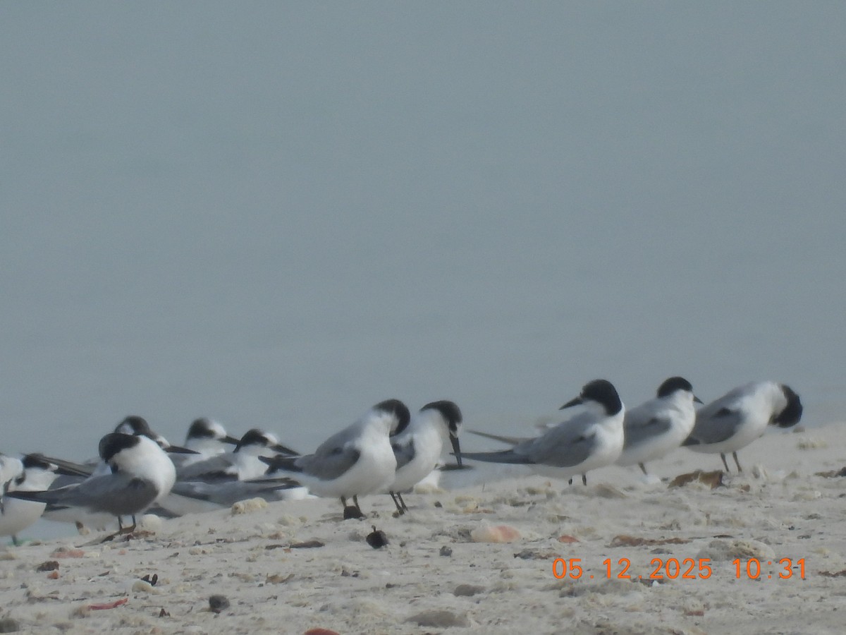Lesser Crested Tern - ML646437643