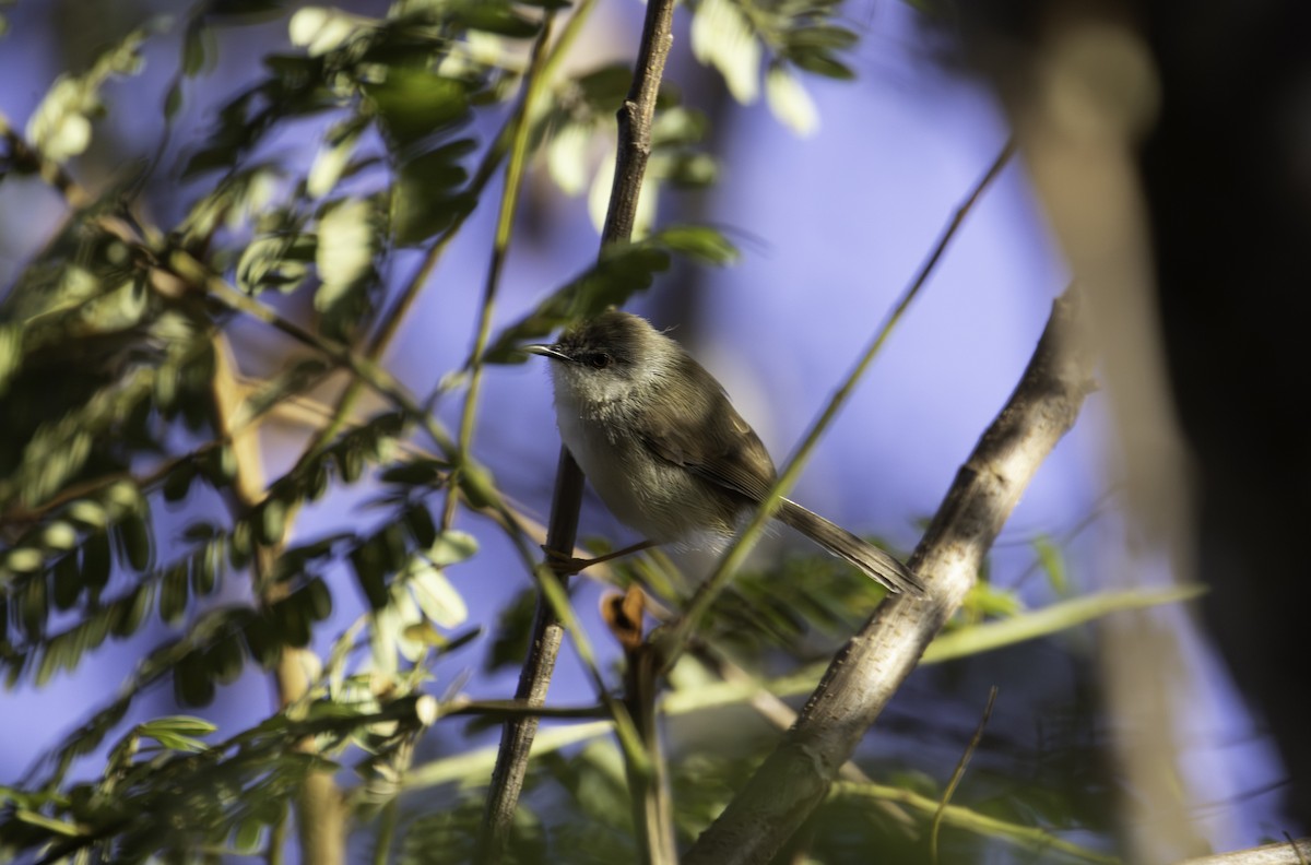 Gray-breasted Prinia - ML646437644