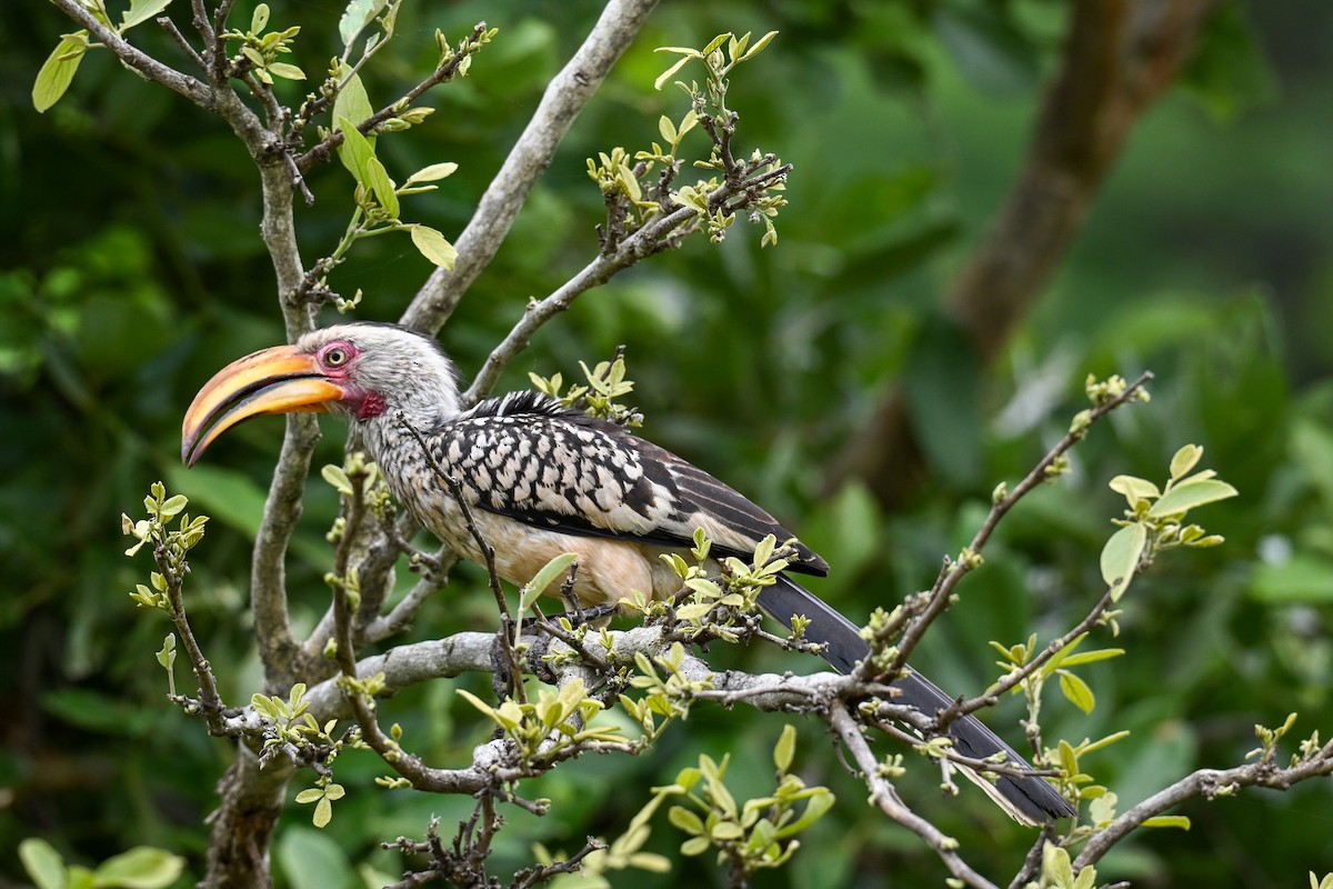 Southern Yellow-billed Hornbill - ML646437645