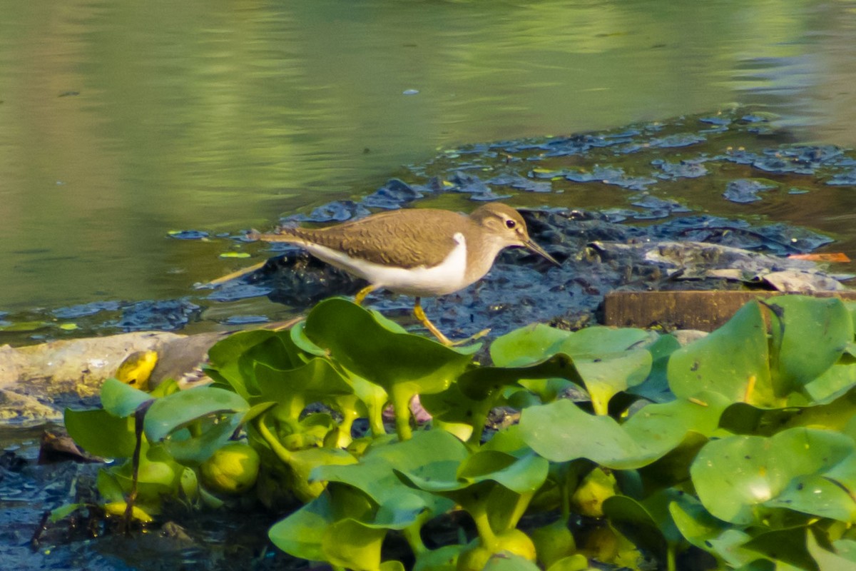 磯鷸 - ML646437646