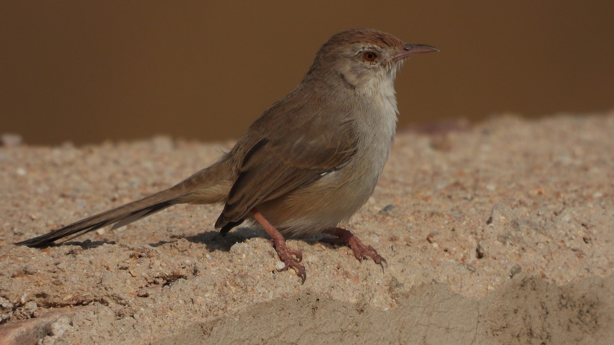 Rufous-fronted Prinia - ML646437647