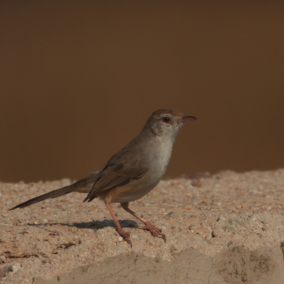 Rufous-fronted Prinia - ML646437648