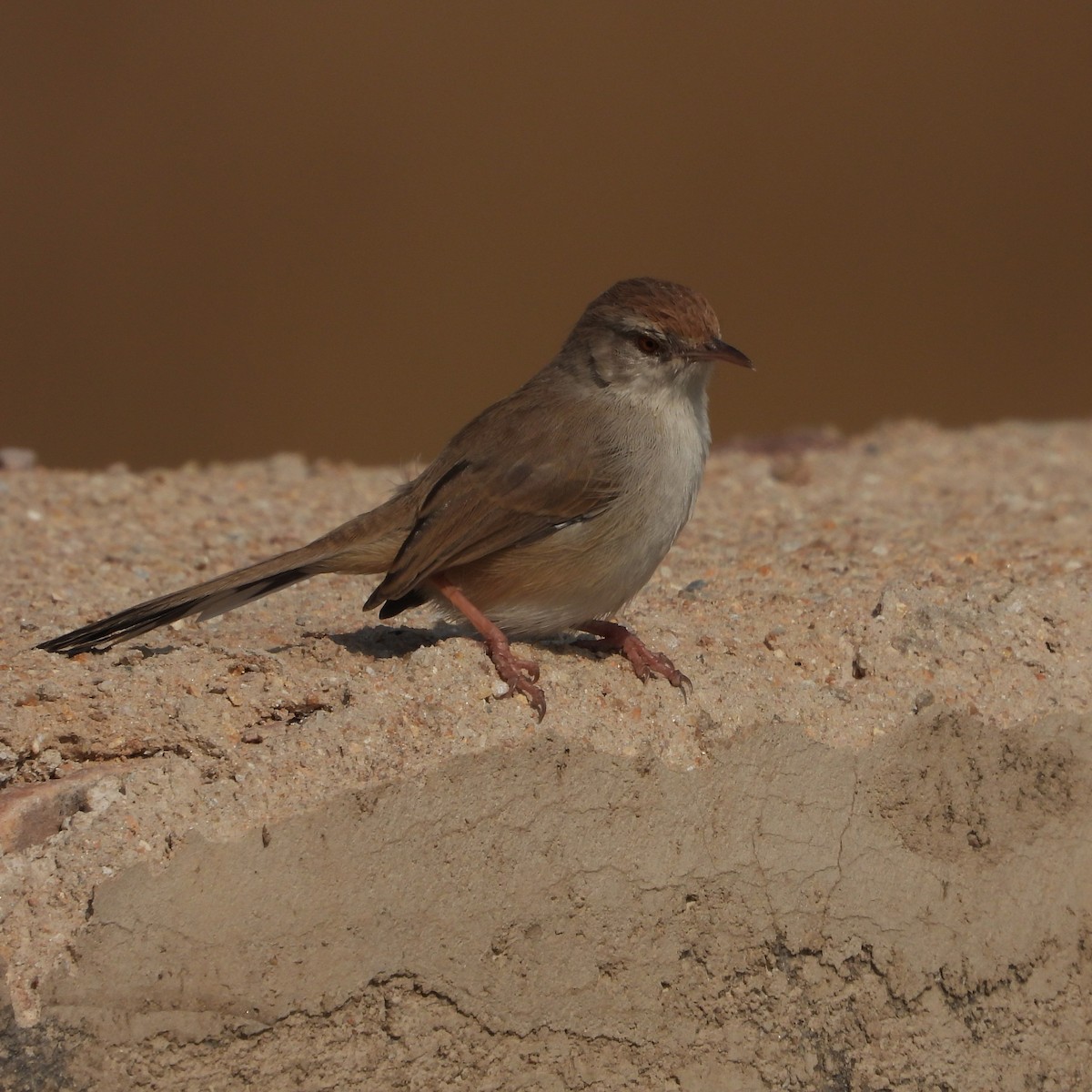 Rufous-fronted Prinia - ML646437649