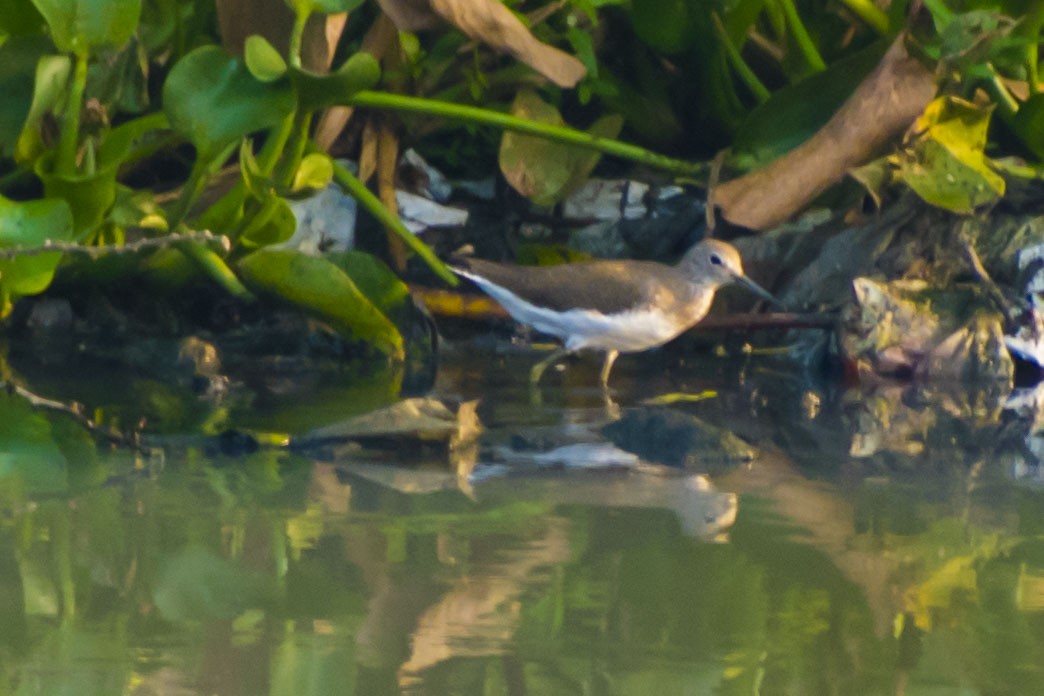 白腰草鷸 - ML646437650