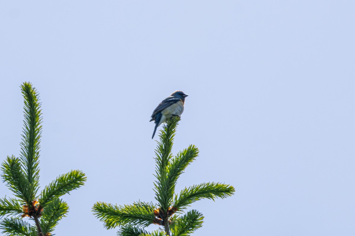 Lazuli Bunting - ML646437652