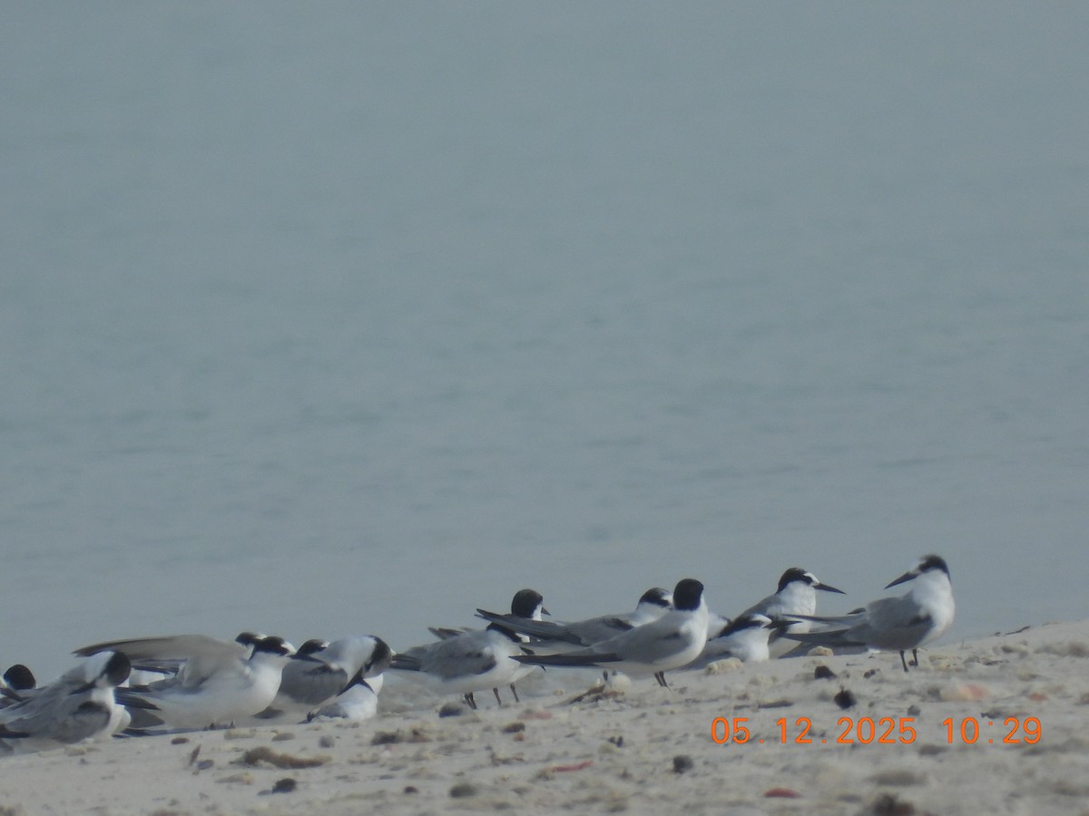 Lesser Crested Tern - ML646437653