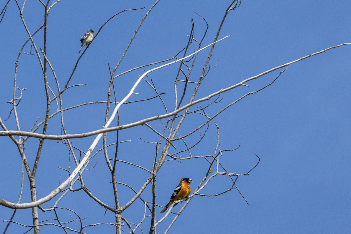 Black-headed Grosbeak - ML646437654