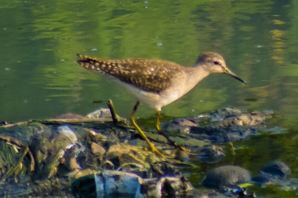 vodouš bahenní - ML646437655