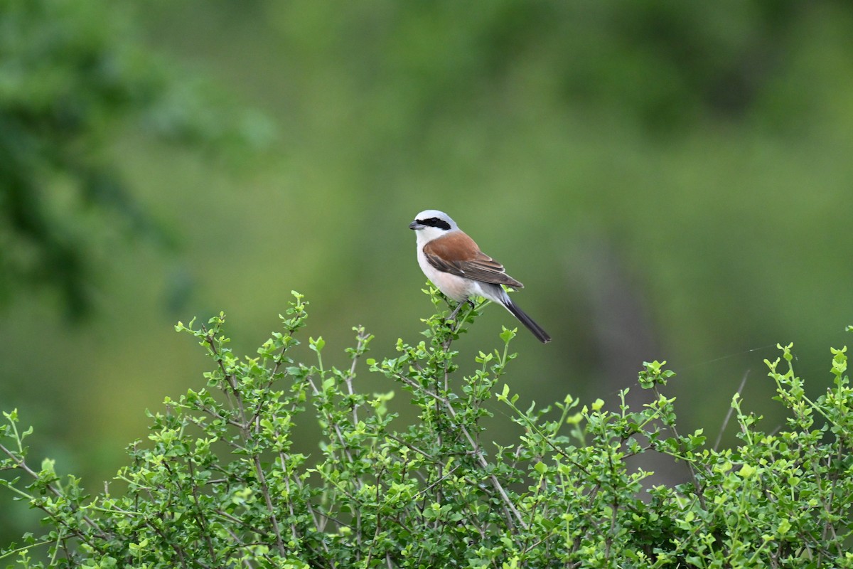 חנקן אדום-גב - ML646437658