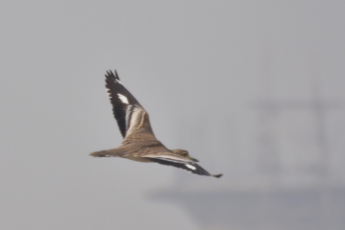 dytík indický - ML646437659