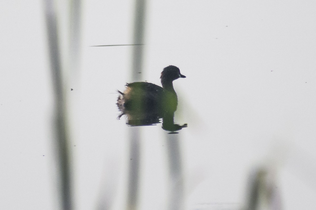 小鸊鷉 - ML646437661