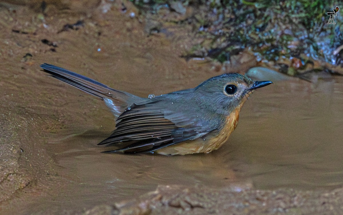 Hill Blue Flycatcher - ML646437662