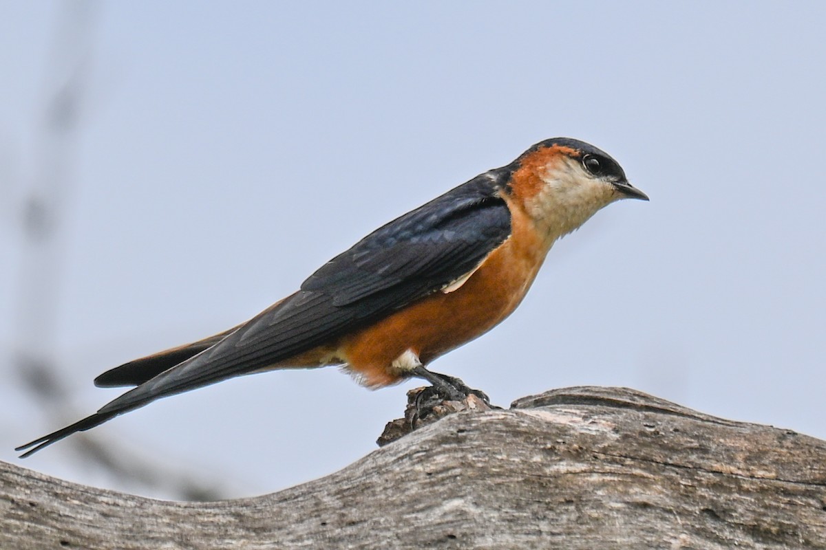 Mosque Swallow - ML646437664