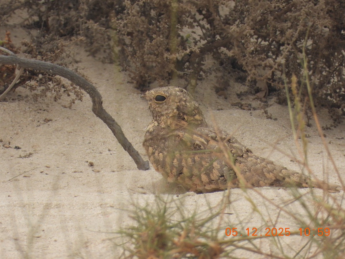Egyptian Nightjar - ML646437665