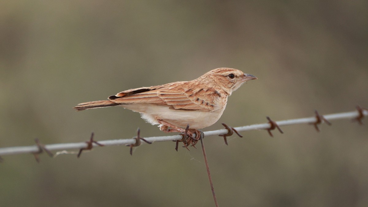 Fawn-colored Lark (Fawn-colored) - ML646437669