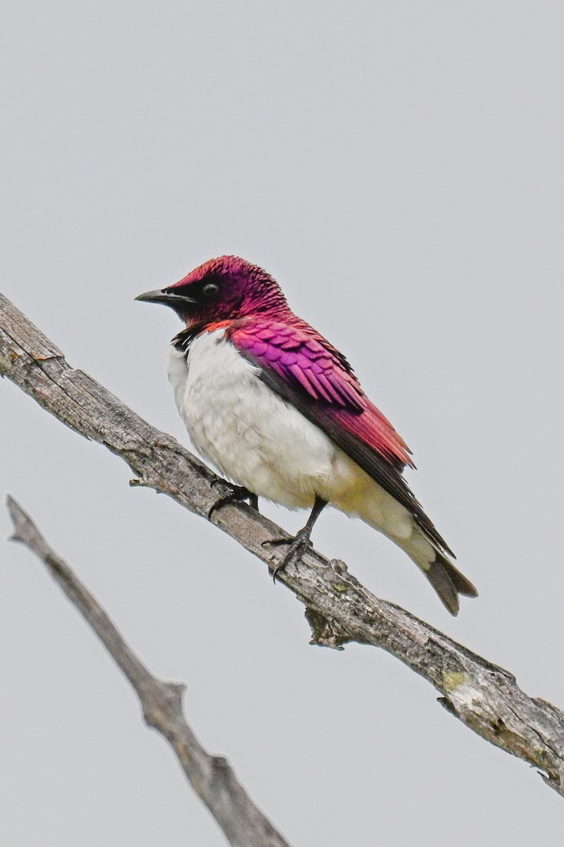 זרזיר סגול - ML646437670