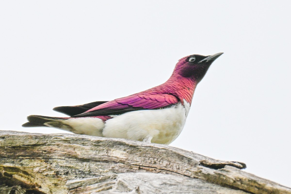 זרזיר סגול - ML646437672