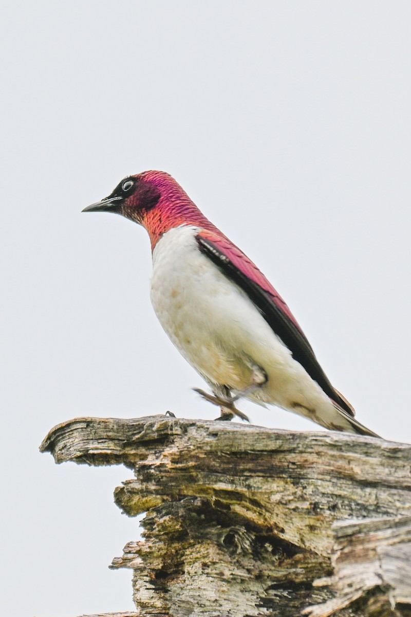 זרזיר סגול - ML646437673