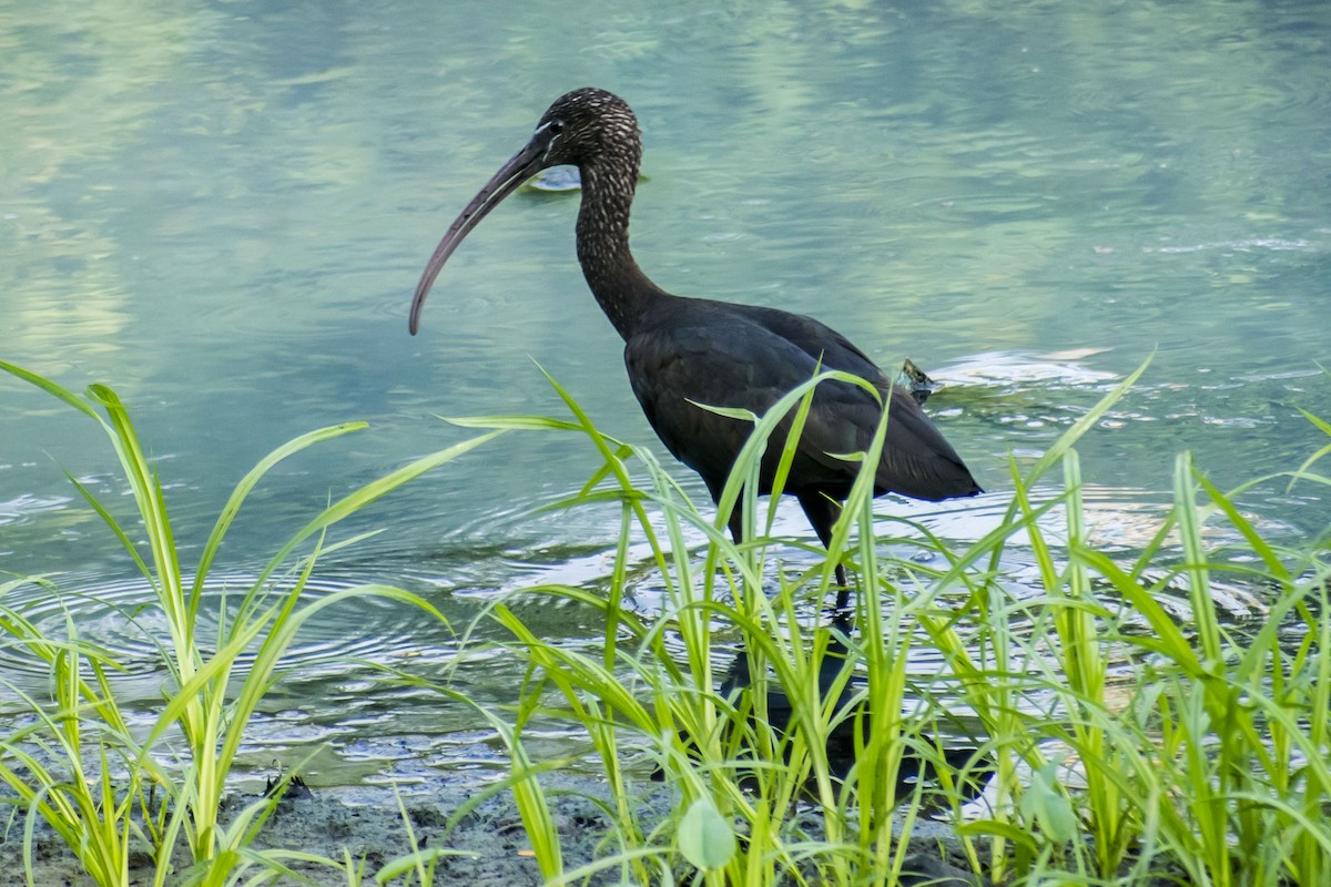 彩䴉 - ML646437674