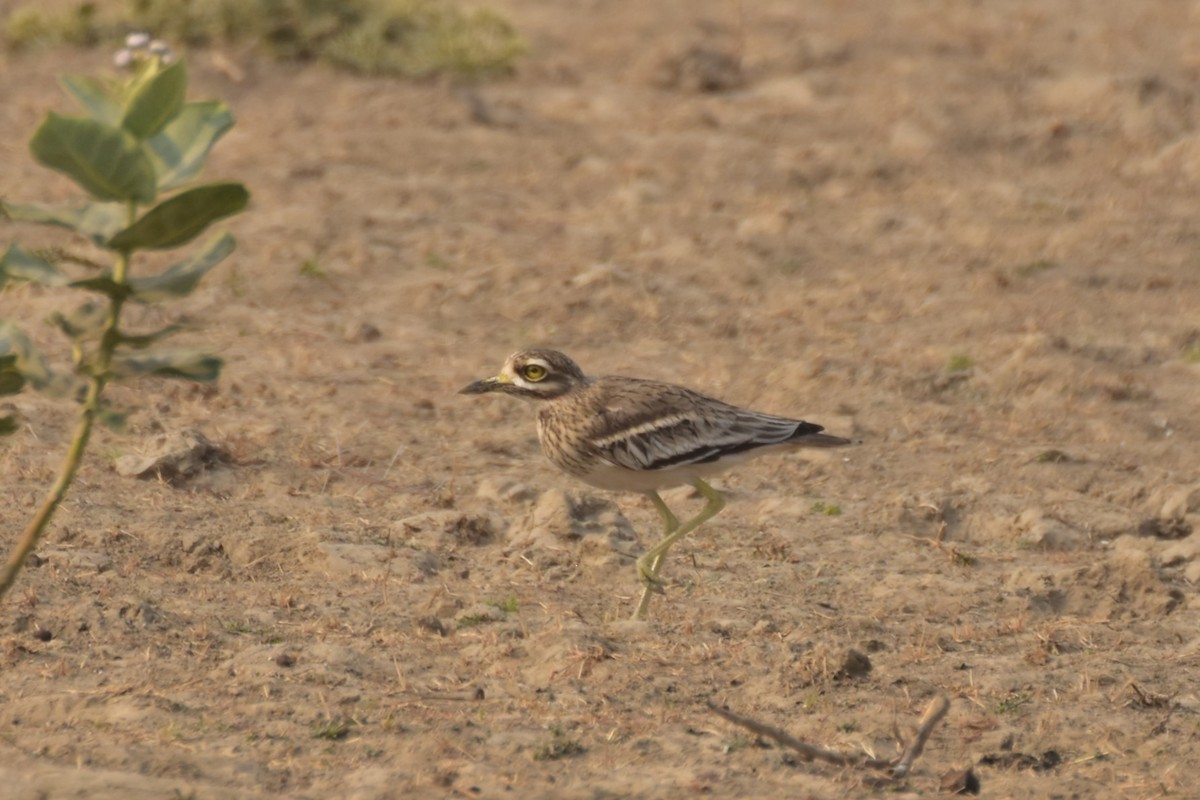 dytík indický - ML646437675