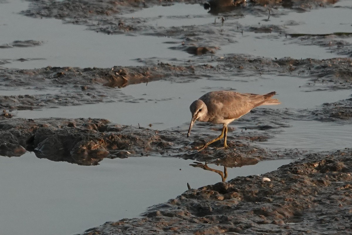 Коловодник попелястий - ML646437676